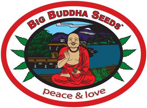 BigBuddhaSeeds