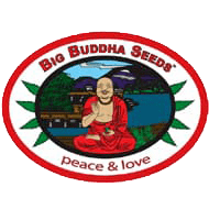 big-budha-seeds-czech-seed-bank