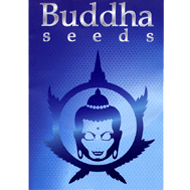 buddha-seeds-semenakonopi-cz