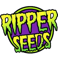 ripper-seeds-semenaknopi-cz