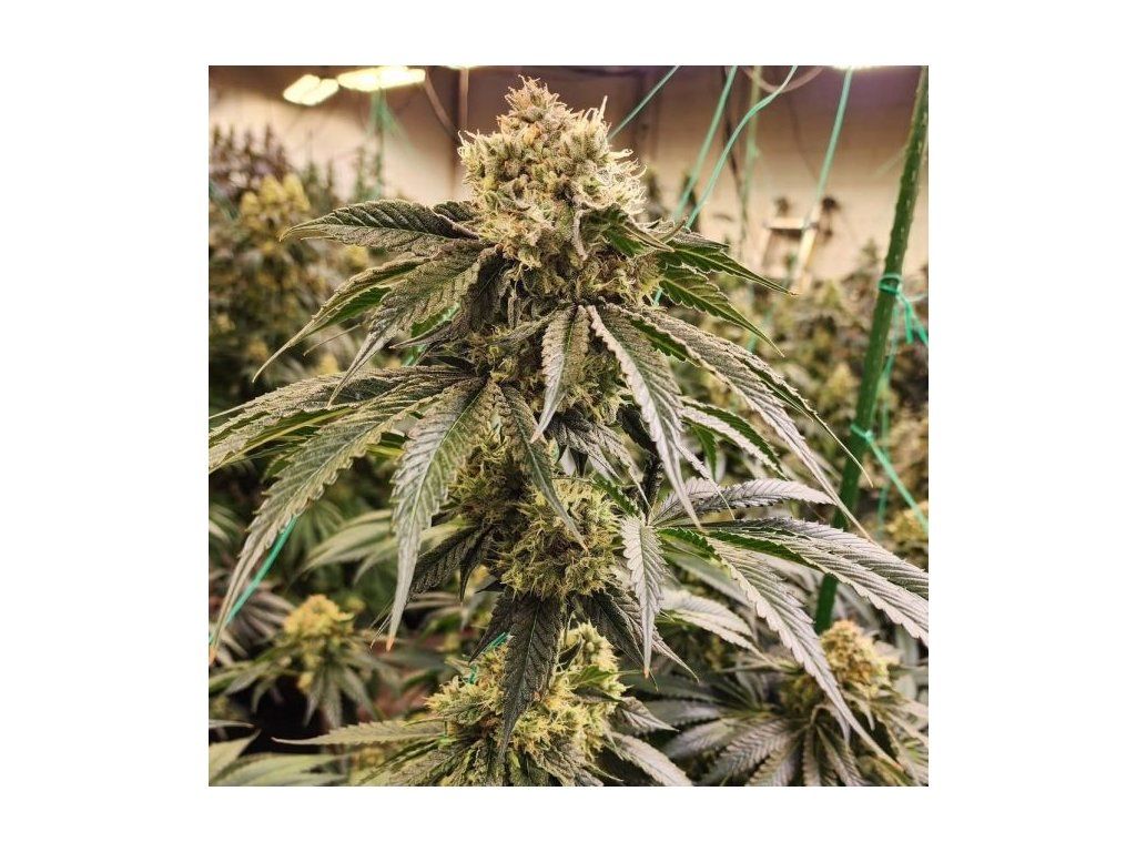 Gorilla Sherbet F1 Fast