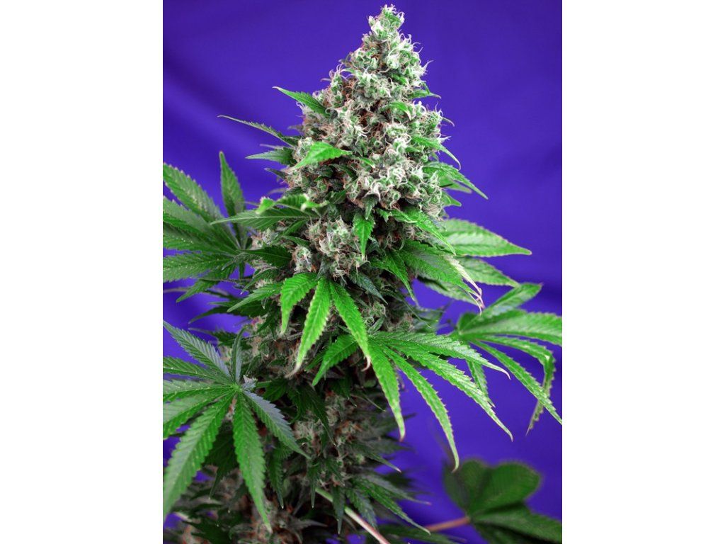 Killer Kush F1 Fast Version