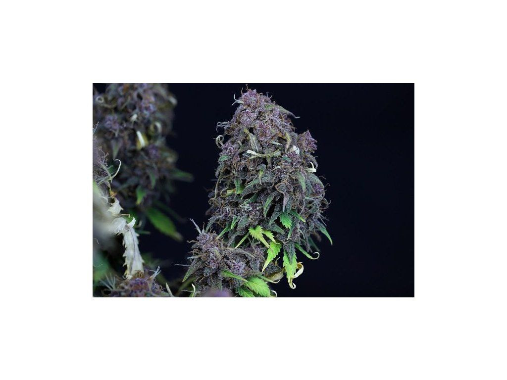 FAST Big Granny Purps